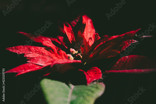 Obraz na plátně Primer plano de pascuero con fondo oscuro