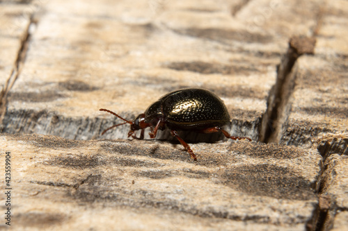 Fotografie Escarabajo dorado caminando sobre madera seca