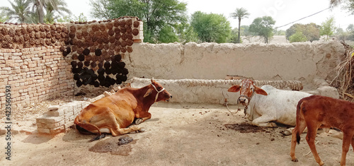 two beautiful cows sitting in rural home,pure village background with mud wall,