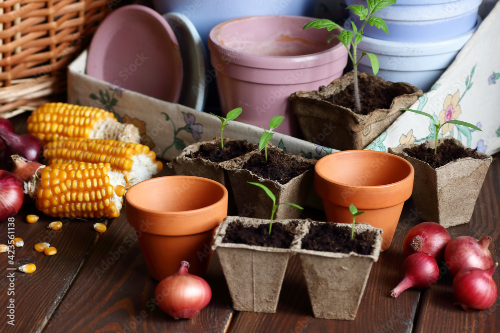 Seedlings in biodegradable cardboard pots and clay flower pots on dark moody background, closeup, eco farming and gardening, cottagecore living, slow life concept