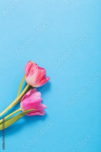 pink tulips on blue paper background