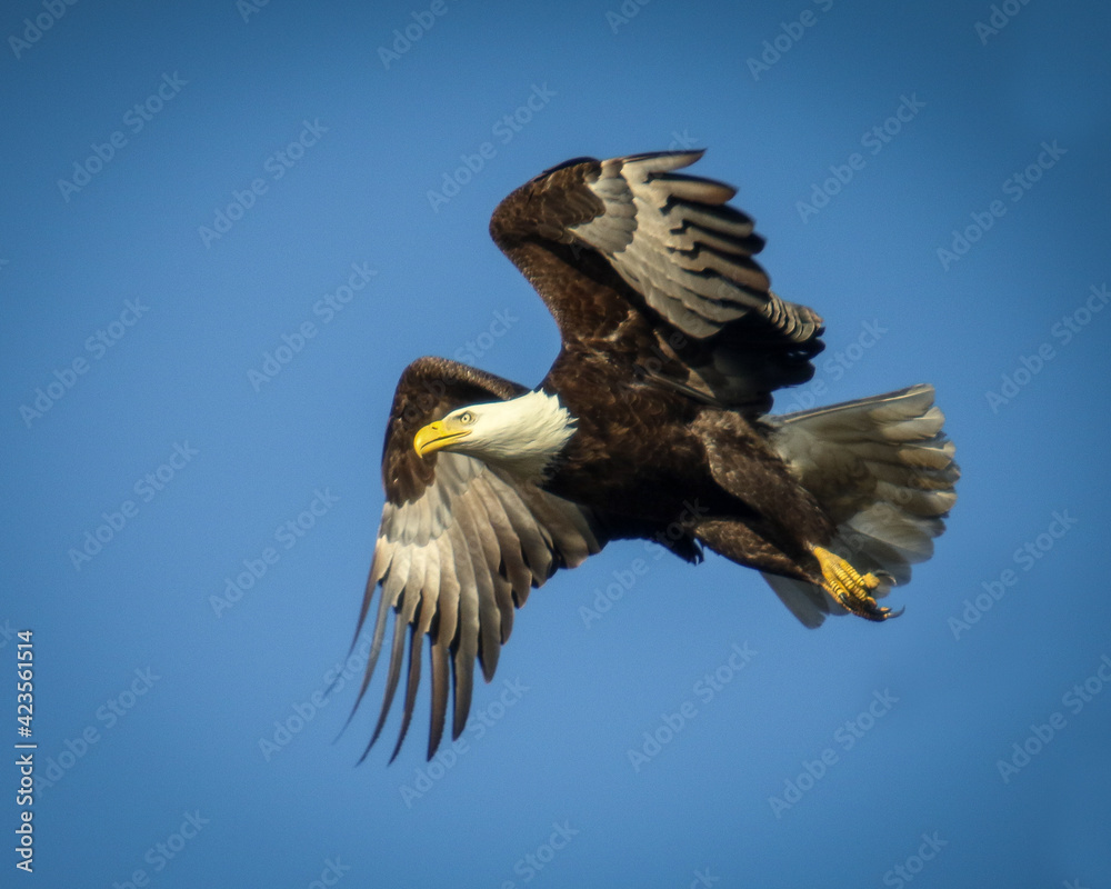 Fototapeta premium Closeup of Bald Eagle in Flight