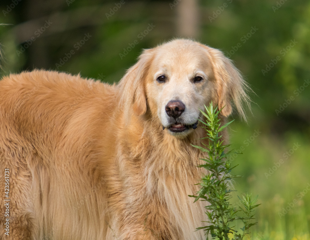 Cute Golden Retriever Looking at the Camera Cute Golden Retriever Looking at the Camera