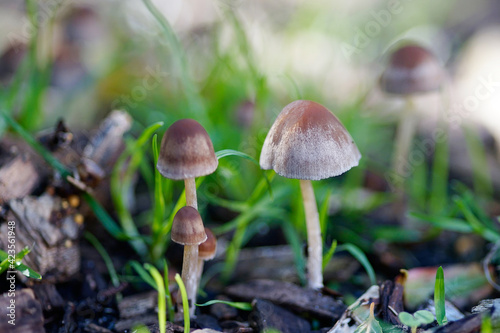 Close up of mushroom in forest