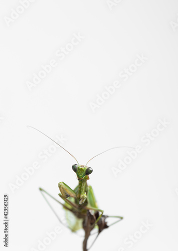 insects, close-up of a green praying mantis seen from the front on white background, vertical photo