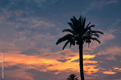 Palm Tree silhouette under cloudy evening sky