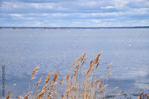 Sunlit reeds by seaside