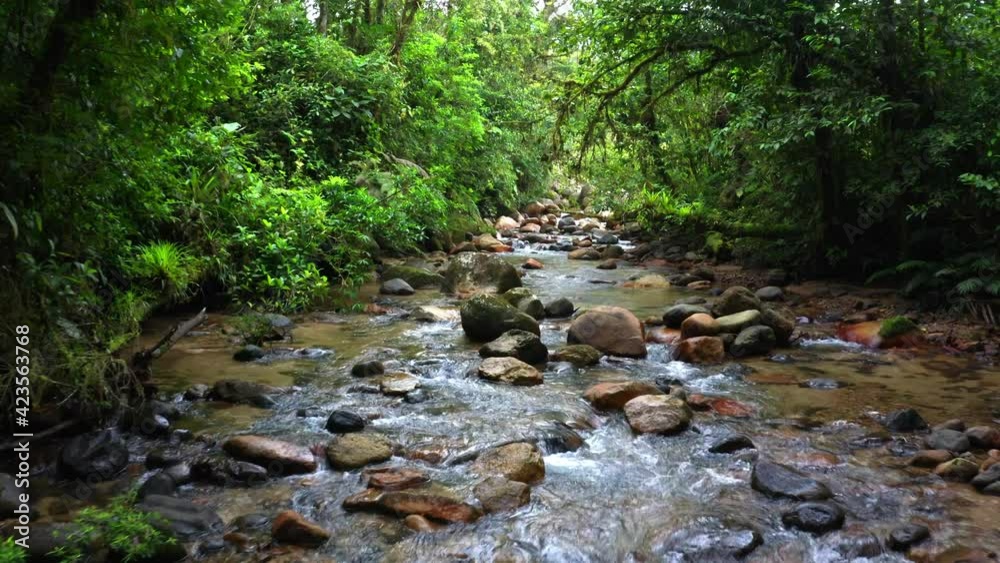 Following a rocky stream with many large boulders on a bright day in a mountain forest with an intense green coloration