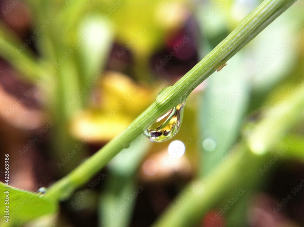 Morning dew, after the rain, the sun shines on the leaves and flowers Morning dew, after the rain, the sun shines on the leaves and flowers