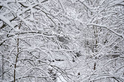 Snow-covered tree branches after heavy snow