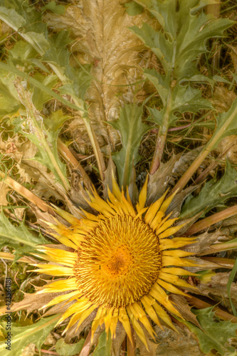 Closeup flower stemless carline thistle, Carlina acaulis