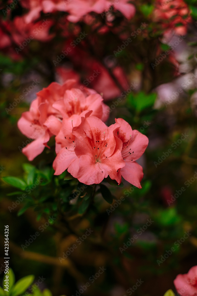 hands with rings of a girl in azalea flowers