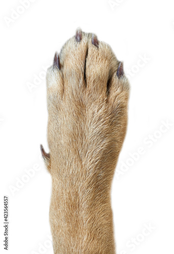 brown dog paw isolated on white background                  