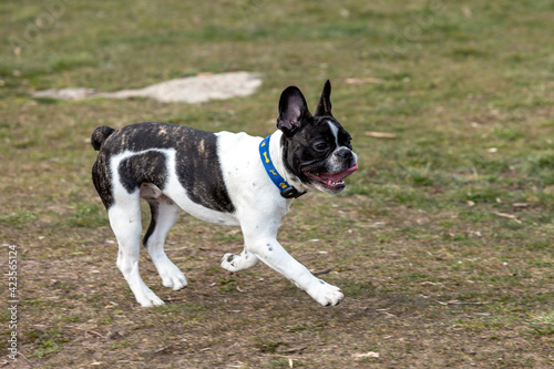 French Bulldog