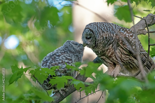 Mother barred owl and her owlet perching on a branch in the forest. The baby had just left the nest for the first time and was rewarded with food and affection from its mother.
