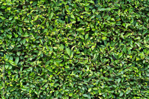 fresh green ficus annulata leaves wall background