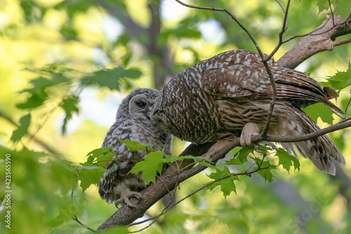 Photography Barred Owl Feeding her Baby Owlet - Mother barred owl and her owlet perching on a branch in the forest