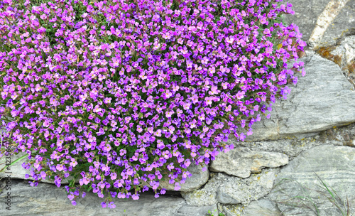 closeup on beautiful bush of purple bell flowers  blooming on a wall