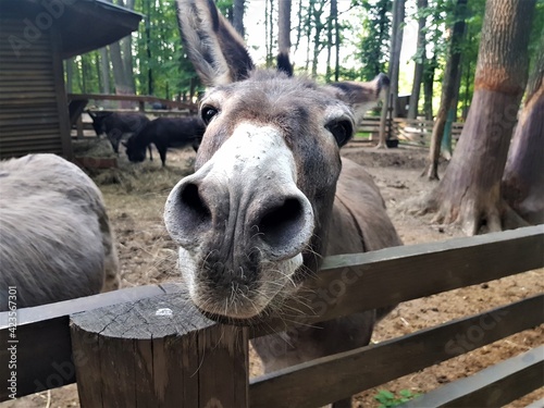 donkey in the zoo