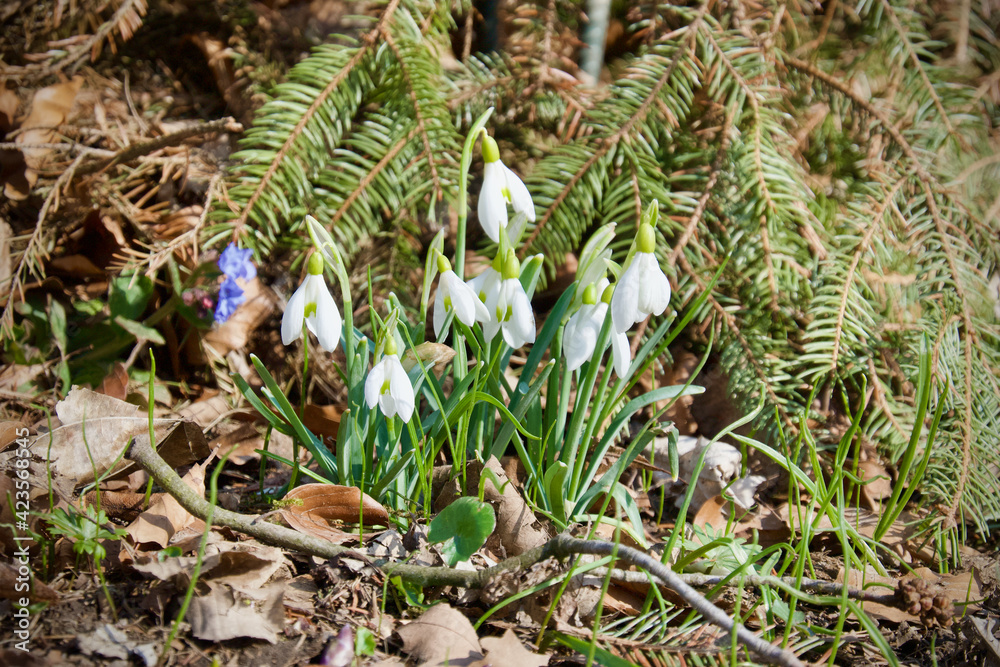 Galanthus nivalis in the grass Galanthus nivalis in the grass