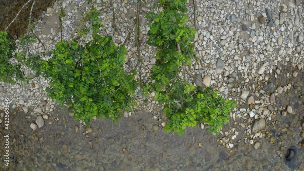 Top view of a riverbed covered in pebbles with a few branches covered in dark green leaves above the river Top view of a riverbed covered in pebbles with a few branches covered in dark green leaves above the river