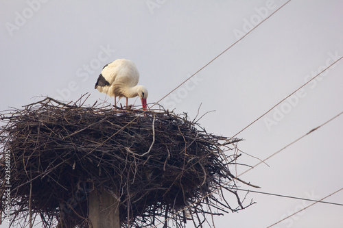 stork in the nest