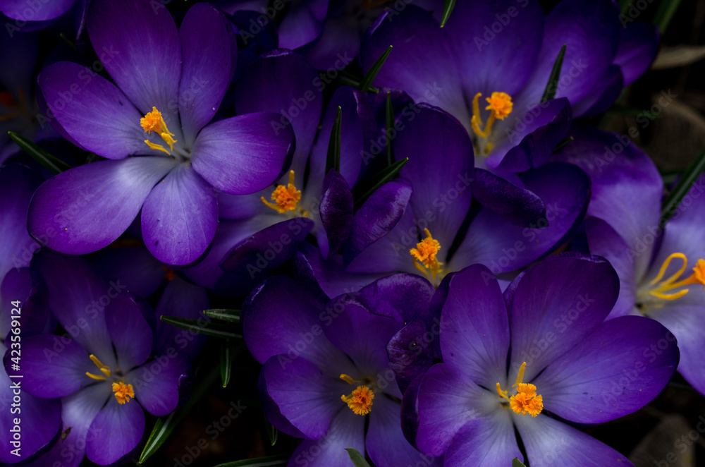 beautiful dark violet crocus blossoms from above