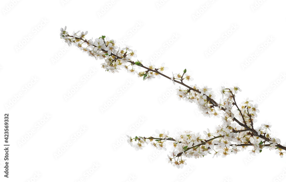Blooming fruit tree flowers in spring isolated on white background, clipping path