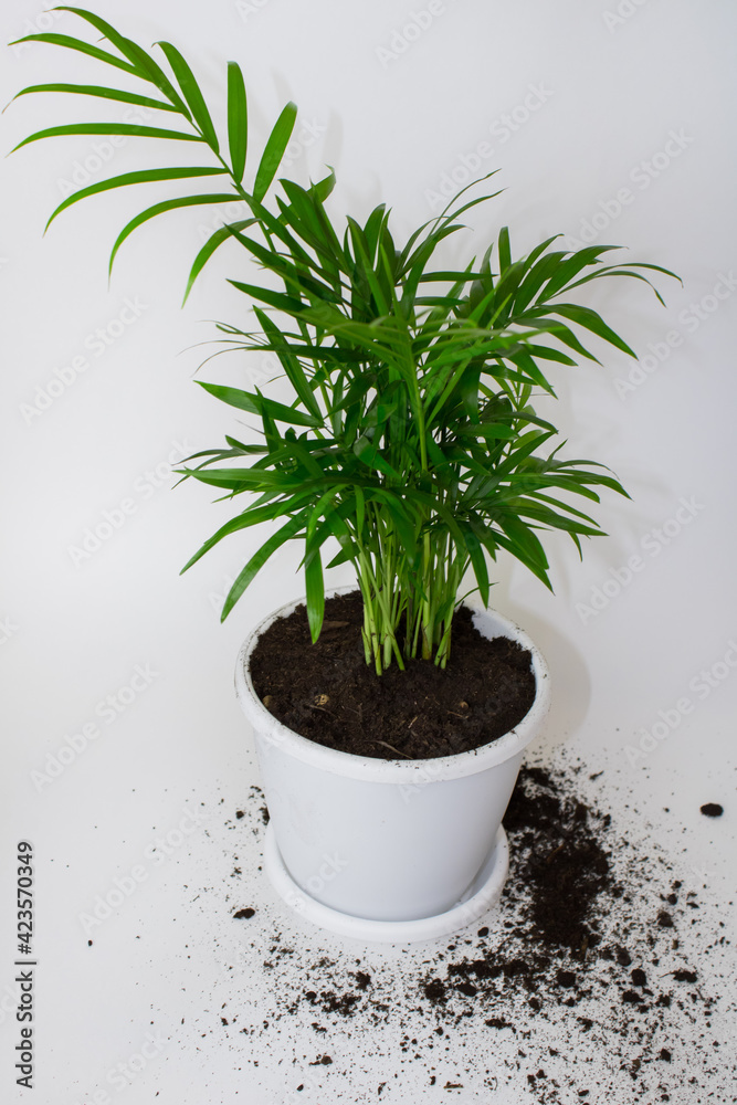 Fototapeta premium Small green palm tree with houseplant leaves (Chamaedorea Hyophorbe Chamaedorea Bridble) in a white flower pot isolated on white background