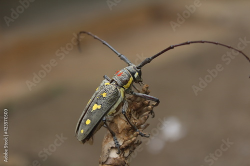 longhorn beetle on twigs(batocera rubus) photo