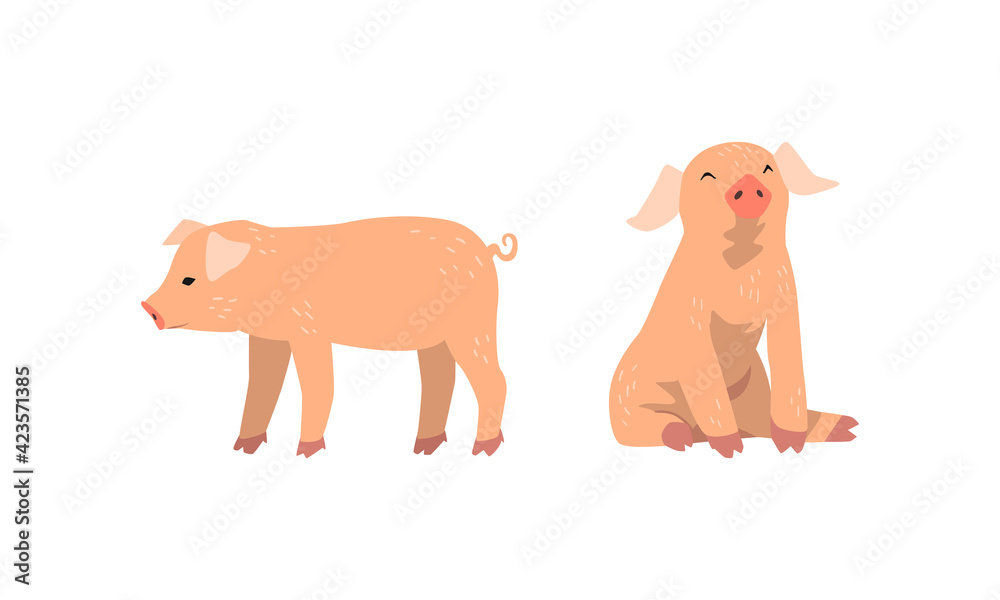Pinky Pig as Domestic Animal with Long Snout and Hoofed Toes Vector Set Pinky Pig as Domestic Animal with Long Snout and Hoofed Toes Vector Set