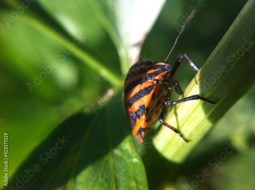 Colourful bug on green leaves, macro photography with blurry background