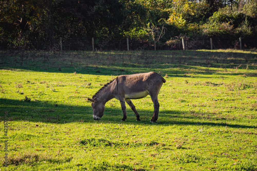 horse in the field horse in the field