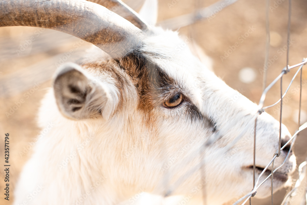 Little goats behind a mesh fence. Feeding animals on the farm. Feeding goats. Little goats behind a mesh fence. Feeding animals on the farm. Feeding goats.