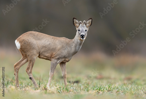 Roe deer male   Capreolus capreolus  