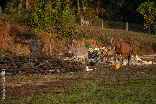 deer in the field