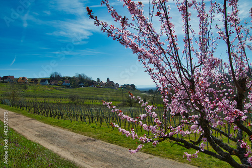 Frühling in Itterswiller im Elsass photo