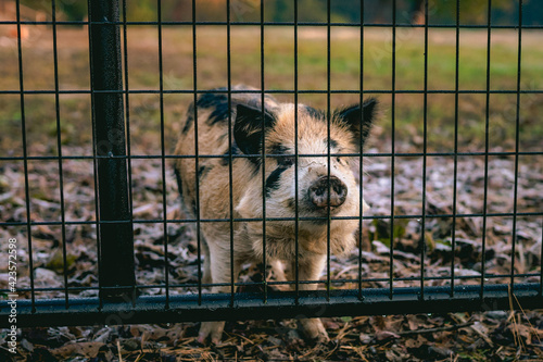 dog in a cage