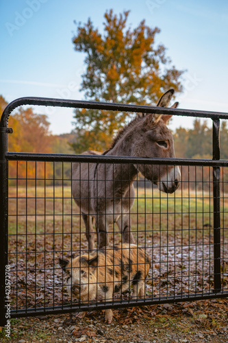 horse in the fence