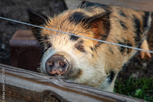 wild boar in the farm