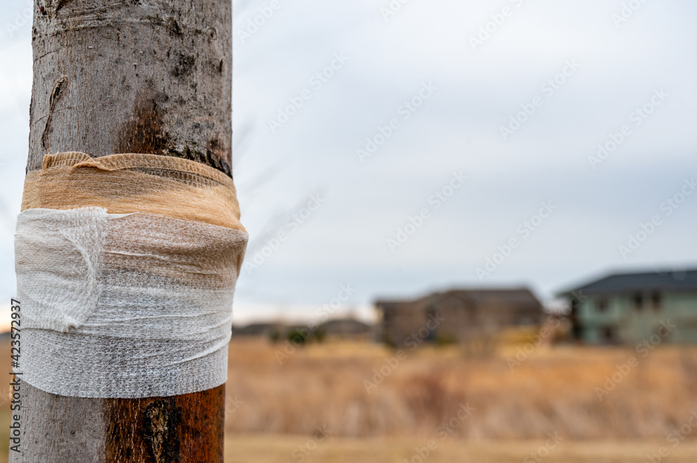 Damaged tree with sap weeping down the bark and a protective bandage wrap Damaged tree with sap weeping down the bark and a protective bandage wrap
