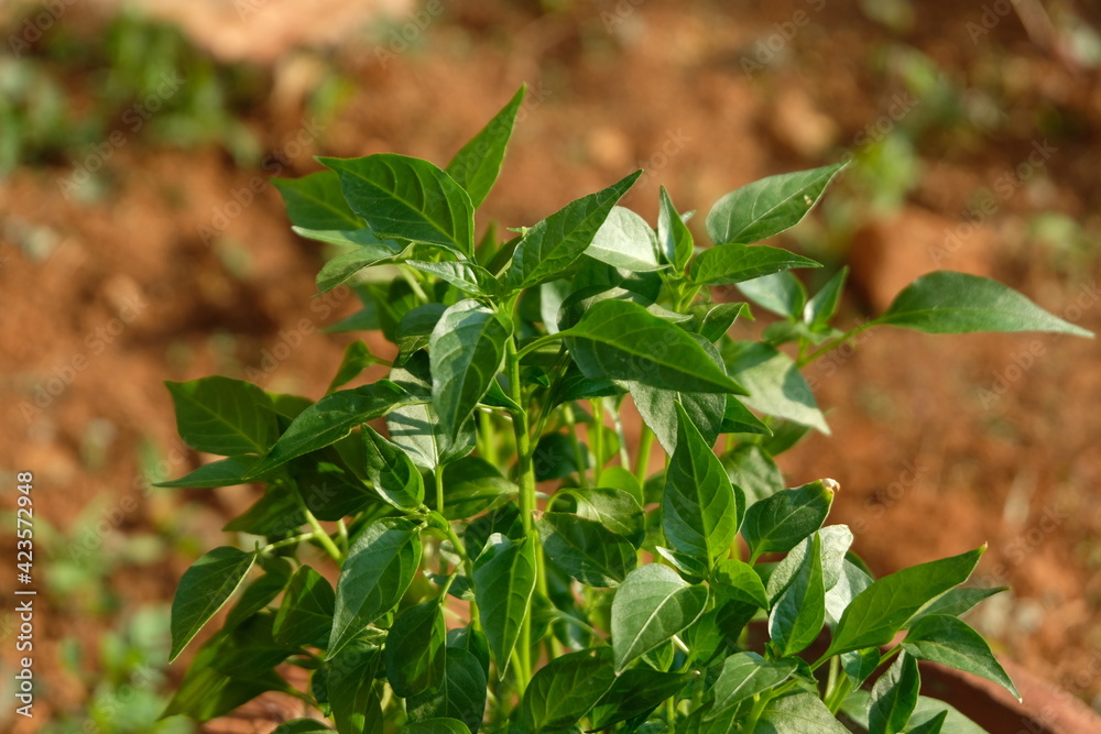 Obraz premium Chili seedling in bright sun light