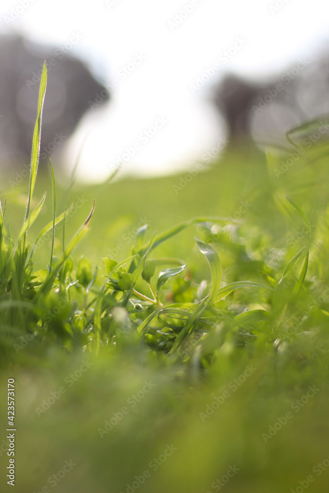 spring grass in the city square. spring grass in the city square.
