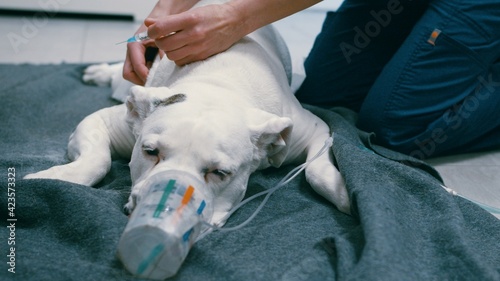 Preoxygenation technique in dog with oxygen mask. Doctor prepares dog for anesthesia . High quality photo photo