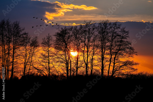 B  ume im Sonnenuntergang