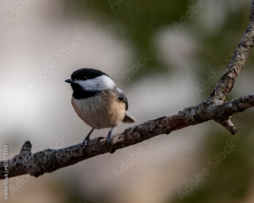 Chickadee perched on a branch