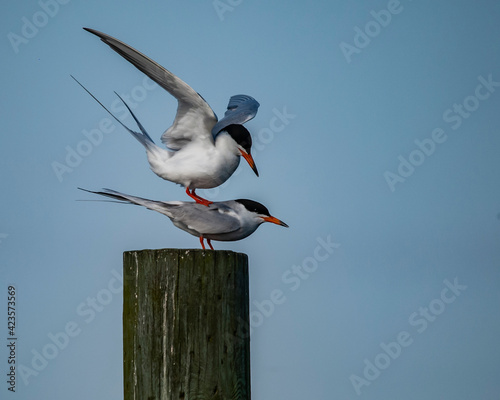 Common Terns 6464