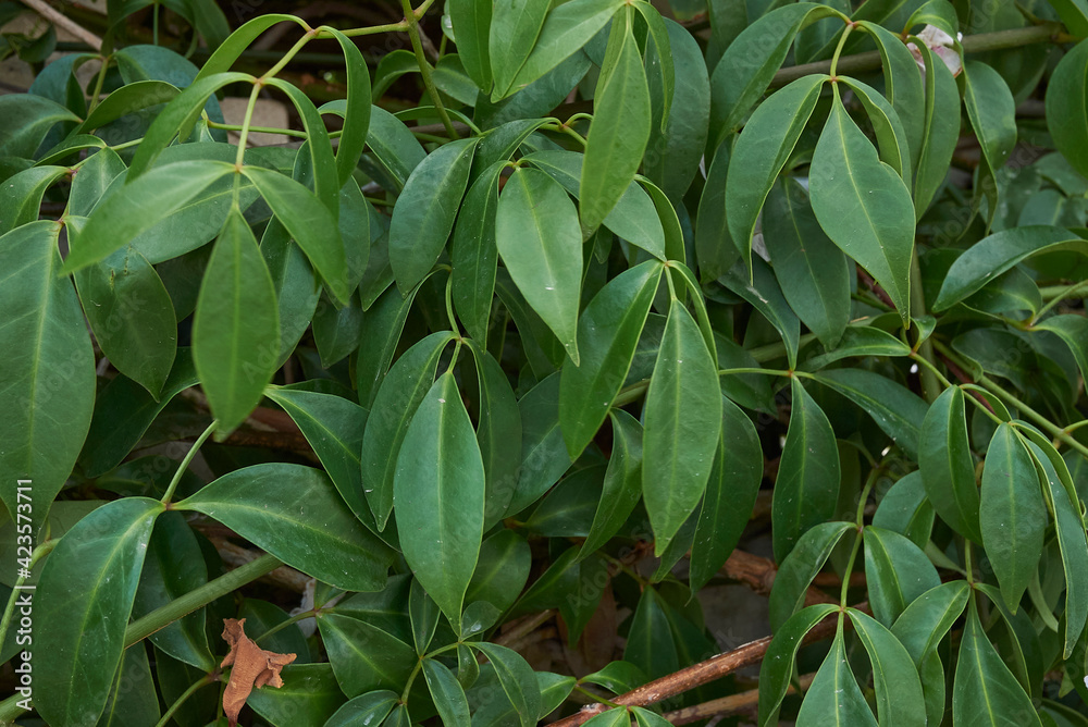 Fototapeta premium Pandorea jasminoides