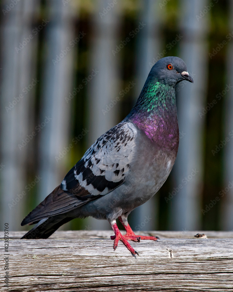 Fototapeta premium Pidgeons On A Fence