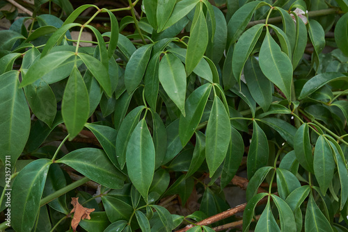 Pandorea jasminoides